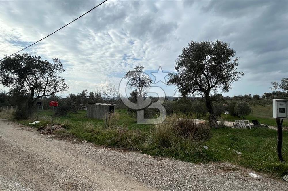 Torbalı Demirci’de köy merkezine yakın 5.930 m2 zeytinli tarla 