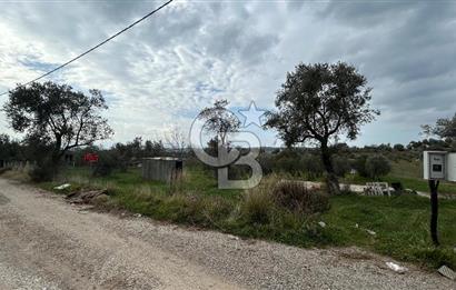 Torbalı Demirci’de köy merkezine yakın 5.930 m2 zeytinli tarla 