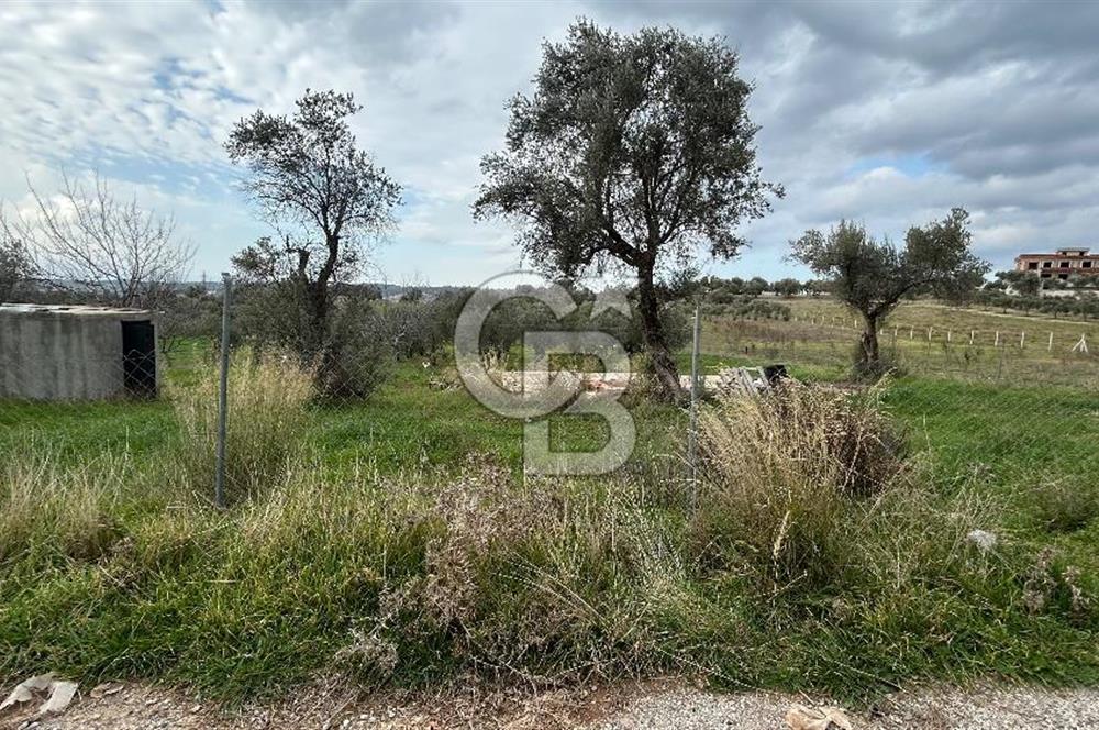 Torbalı Demirci’de köy merkezine yakın 5.930 m2 zeytinli tarla 