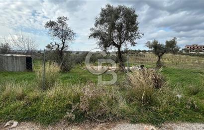 Torbalı Demirci’de köy merkezine yakın 5.930 m2 zeytinli tarla 