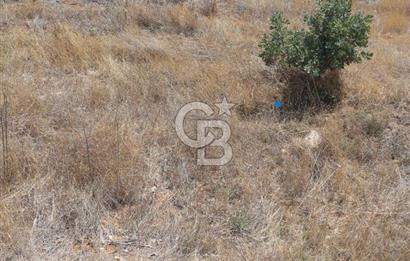 Uşak Karahallı 16 Dönüm Satılık Uygun Fiyatlı Tarla