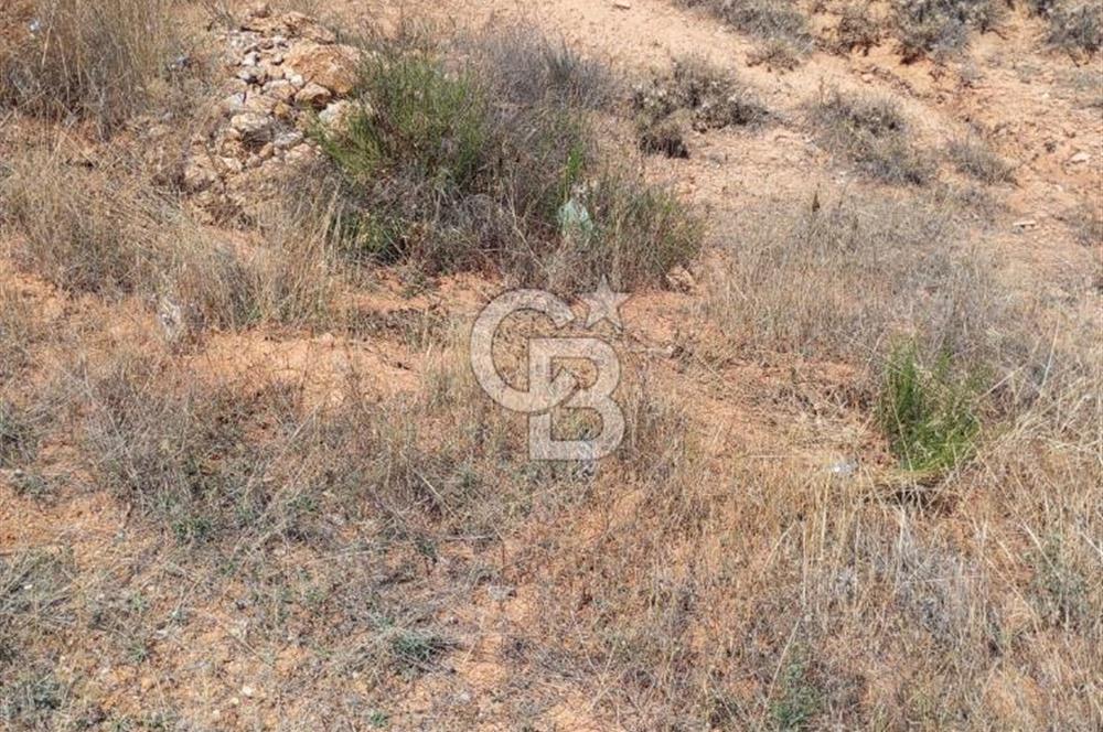 Uşak Karahallı 16 Dönüm Satılık Uygun Fiyatlı Tarla