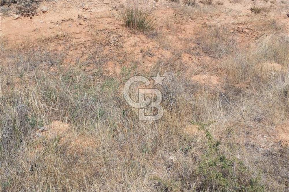 Uşak Karahallı 16 Dönüm Satılık Uygun Fiyatlı Tarla