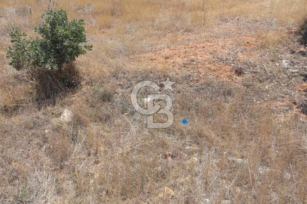 Uşak Karahallı 16 Dönüm Satılık Uygun Fiyatlı Tarla