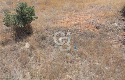 Uşak Karahallı 16 Dönüm Satılık Uygun Fiyatlı Tarla