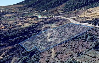 AYDIN Bozdoğan Körtekede Satılık Zeytinlik ve Cevizlik Arazi