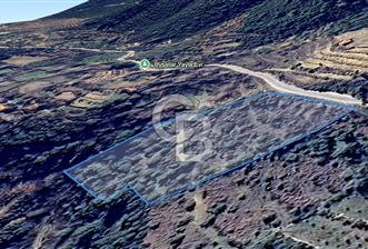 AYDIN Bozdoğan Körtekede Satılık Zeytinlik ve Cevizlik Arazi - 1 - 326710