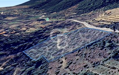 AYDIN Bozdoğan Körtekede Satılık Zeytinlik ve Cevizlik Arazi