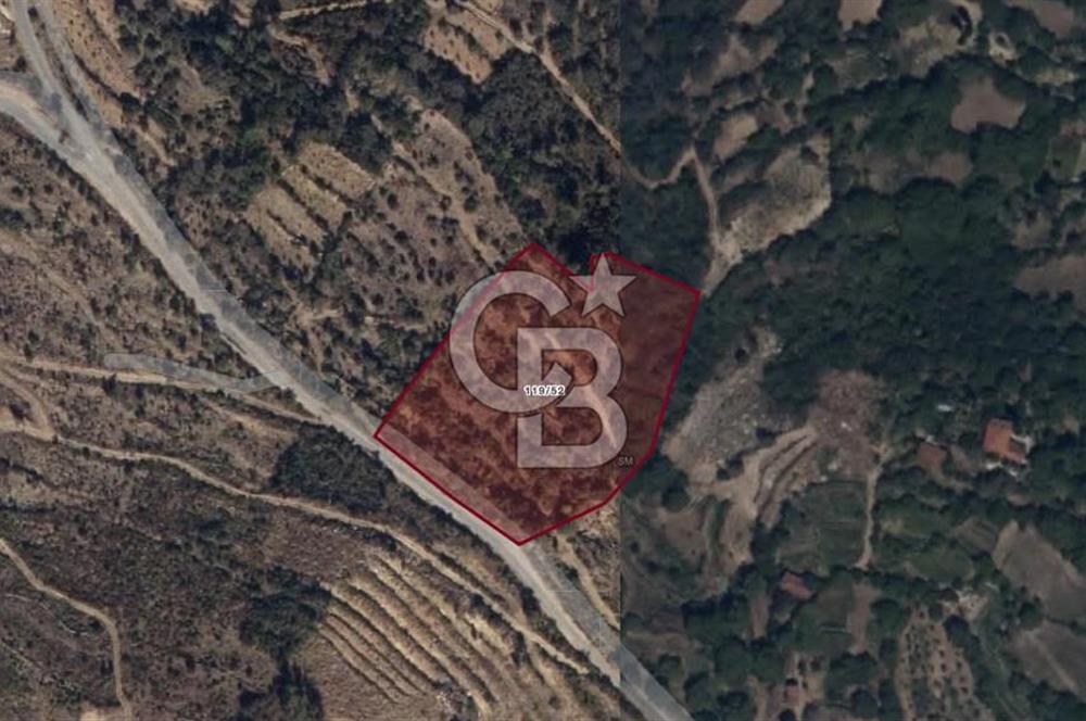 AYDIN Bozdoğan Körtekede Satılık Zeytinlik ve Cevizlik Arazi