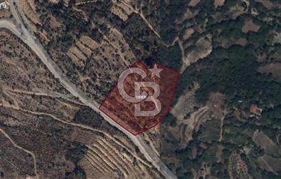 AYDIN Bozdoğan Körtekede Satılık Zeytinlik ve Cevizlik Arazi