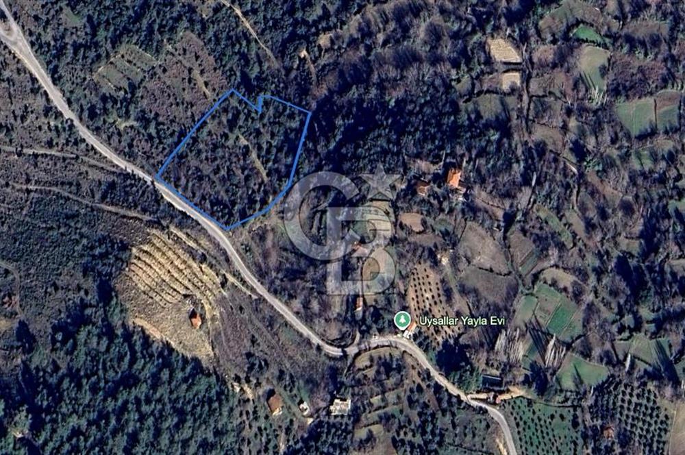 AYDIN Bozdoğan Körtekede Satılık Zeytinlik ve Cevizlik Arazi