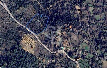 AYDIN Bozdoğan Körtekede Satılık Zeytinlik ve Cevizlik Arazi