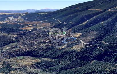 AYDIN Bozdoğan Körtekede Satılık Zeytinlik ve Cevizlik Arazi