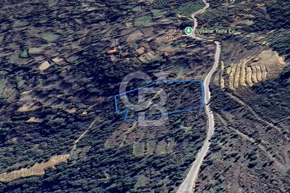 AYDIN Bozdoğan Körtekede Satılık Zeytinlik ve Cevizlik Arazi