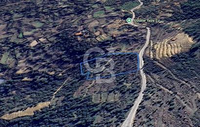 AYDIN Bozdoğan Körtekede Satılık Zeytinlik ve Cevizlik Arazi