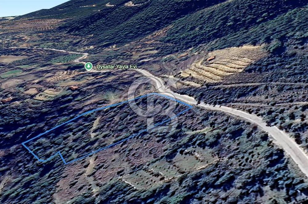 AYDIN Bozdoğan Körtekede Satılık Zeytinlik ve Cevizlik Arazi