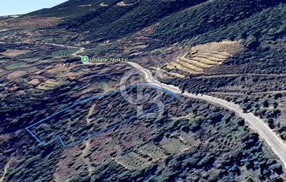 AYDIN Bozdoğan Körtekede Satılık Zeytinlik ve Cevizlik Arazi