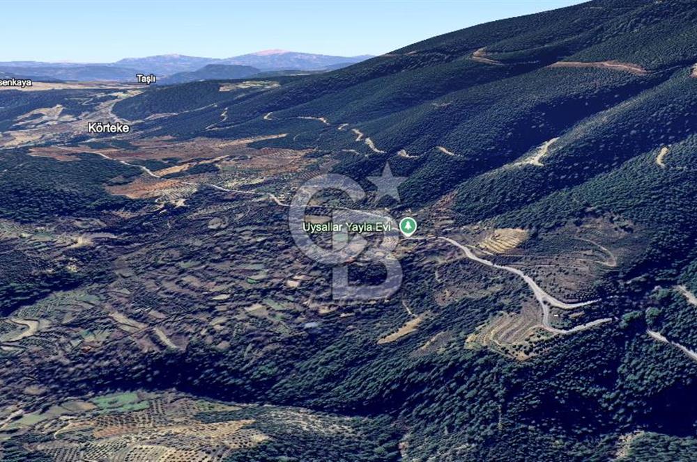 AYDIN Bozdoğan Körtekede Satılık Zeytinlik ve Cevizlik Arazi