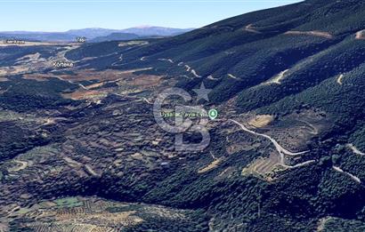 AYDIN Bozdoğan Körtekede Satılık Zeytinlik ve Cevizlik Arazi