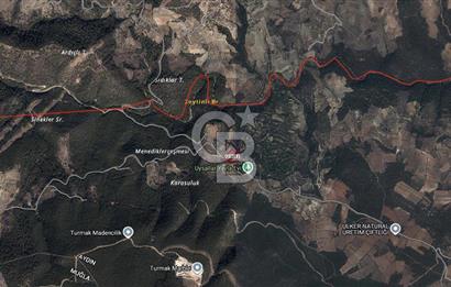 AYDIN Bozdoğan Körtekede Satılık Zeytinlik ve Cevizlik Arazi