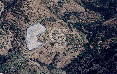 Tek Tapu! İzmir Tire Küçükburunda Satılık İncirlikZey.Yolu Var