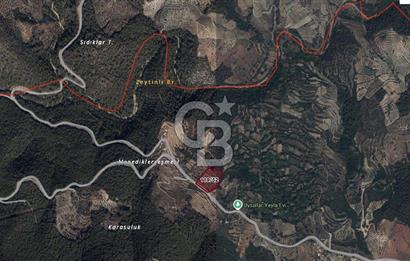 AYDIN Bozdoğan Körtekede Satılık Zeytinlik ve Cevizlik Arazi