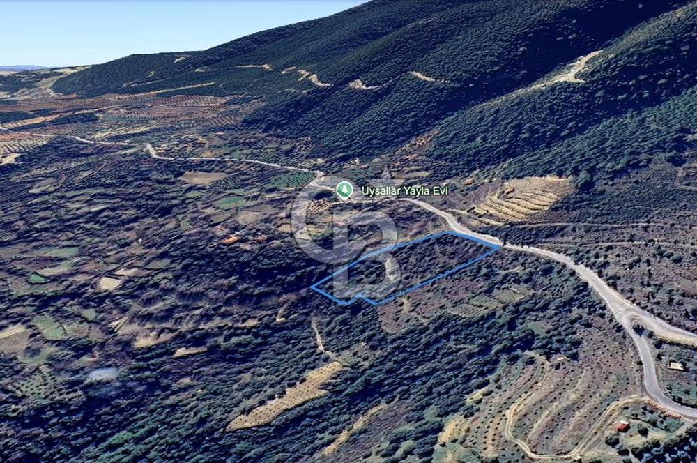 AYDIN Bozdoğan Körtekede Satılık Zeytinlik ve Cevizlik Arazi