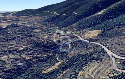 AYDIN Bozdoğan Körtekede Satılık Zeytinlik ve Cevizlik Arazi