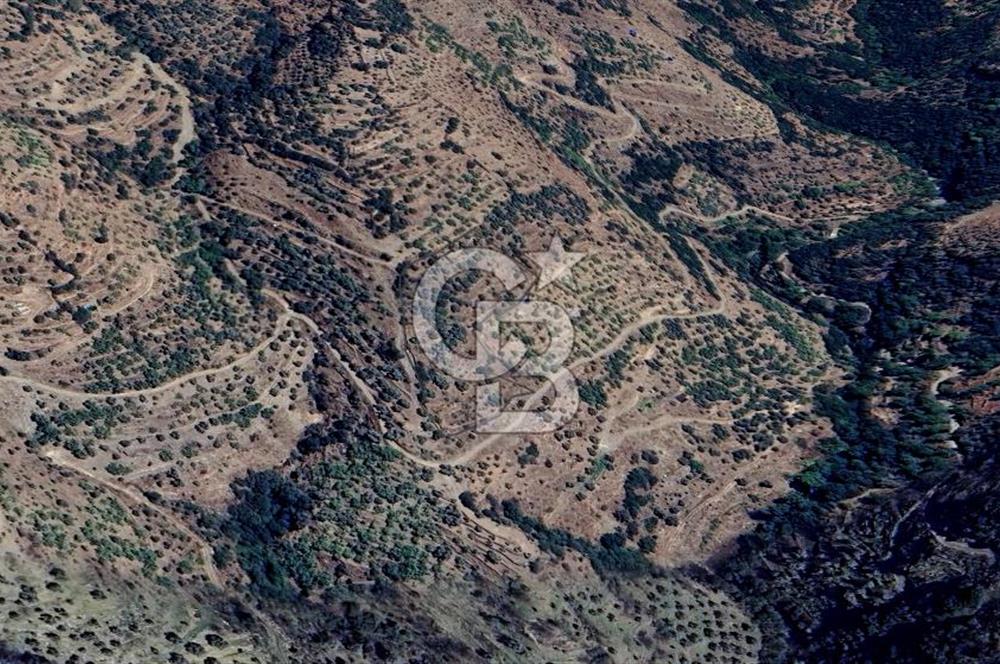 Tek Tapu! İzmir Tire Küçükburunda Satılık İncirlikZey.Yolu Var