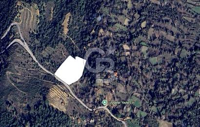 AYDIN Bozdoğan Körtekede Satılık Zeytinlik ve Cevizlik Arazi