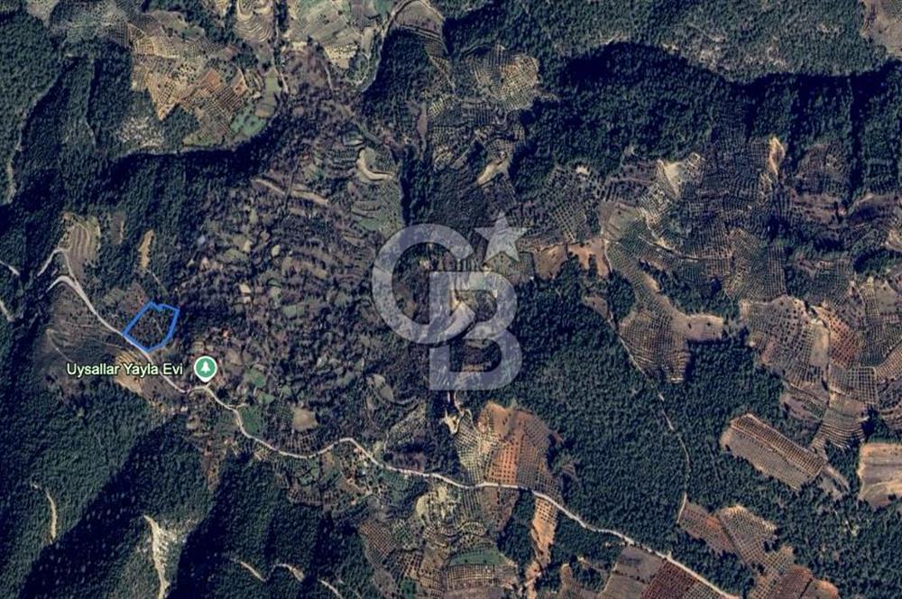 AYDIN Bozdoğan Körtekede Satılık Zeytinlik ve Cevizlik Arazi