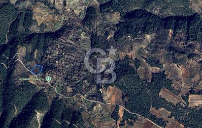 AYDIN Bozdoğan Körtekede Satılık Zeytinlik ve Cevizlik Arazi