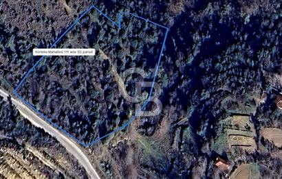 AYDIN Bozdoğan Körtekede Satılık Zeytinlik ve Cevizlik Arazi