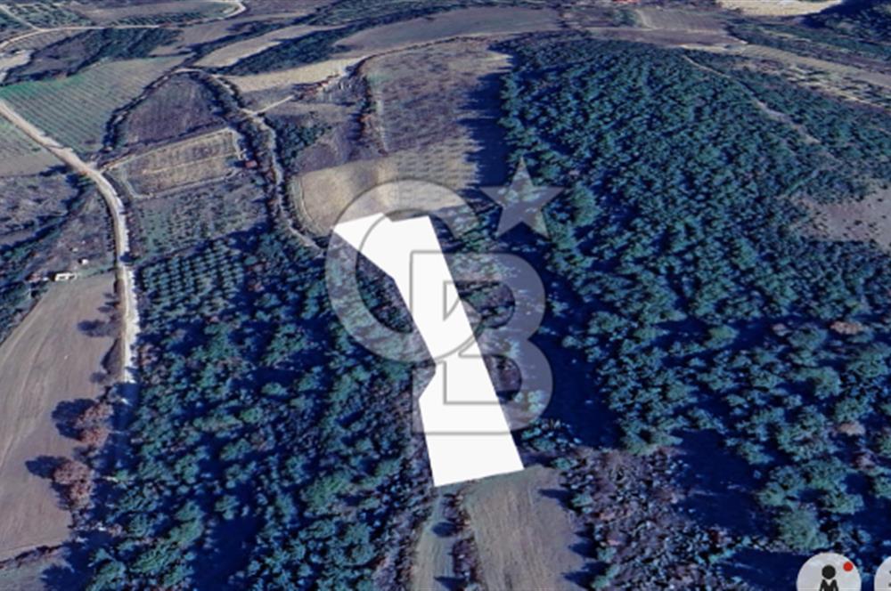 ÇANAKKALE LAPSEKİ UMURBEY’DE HİSSELİ TAPU – PARÇA PARÇA VEYA TAMAMI SATILIK TARLA