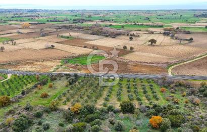 Çanakkale Merkez Büyükanafarta’da Asfalt Yola Cepheli 4.225 m² Tarla