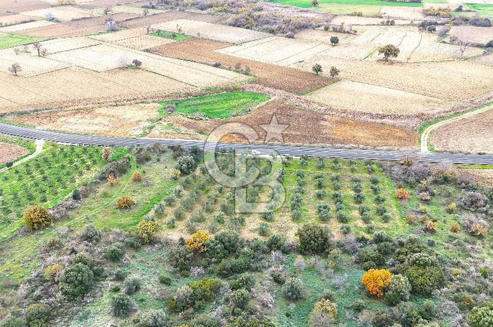 Çanakkale Merkez Büyükanafarta’da Asfalt Yola Cepheli 4.225 m² Tarla