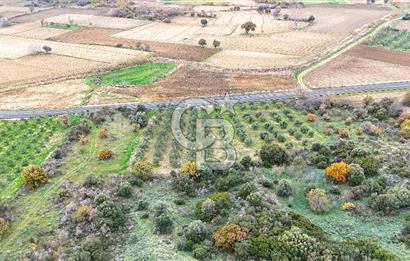 Çanakkale Merkez Büyükanafarta’da Asfalt Yola Cepheli 4.225 m² Tarla