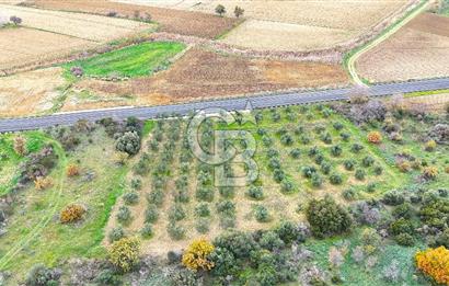 Çanakkale Merkez Büyükanafarta’da Asfalt Yola Cepheli 4.225 m² Tarla