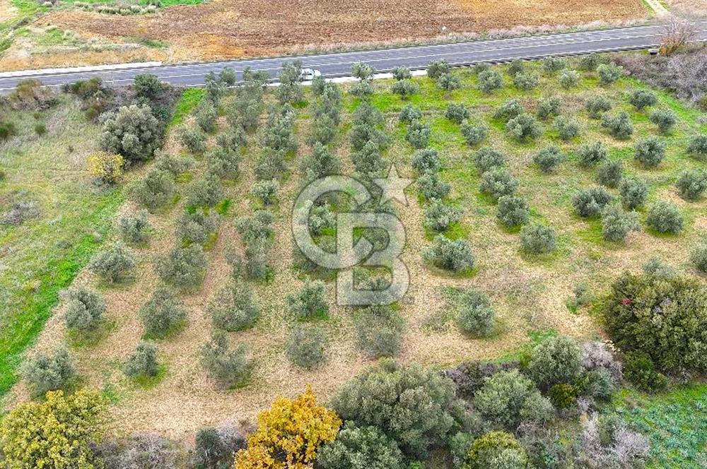 Çanakkale Merkez Büyükanafarta’da Asfalt Yola Cepheli 4.225 m² Tarla