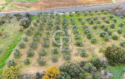 Çanakkale Merkez Büyükanafarta’da Asfalt Yola Cepheli 4.225 m² Tarla