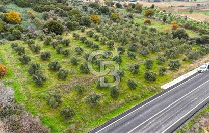 Çanakkale Merkez Büyükanafarta’da Asfalt Yola Cepheli 4.225 m² Tarla