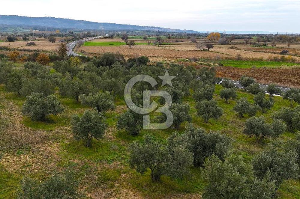 Çanakkale Merkez Büyükanafarta’da Asfalt Yola Cepheli 4.225 m² Tarla