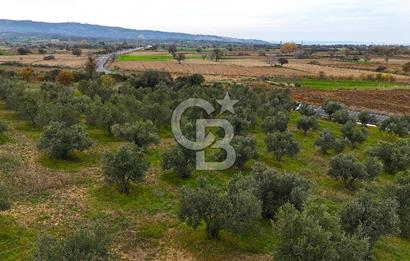 Çanakkale Merkez Büyükanafarta’da Asfalt Yola Cepheli 4.225 m² Tarla