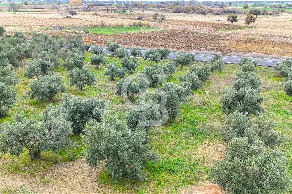 Çanakkale Merkez Büyükanafarta’da Asfalt Yola Cepheli 4.225 m² Tarla