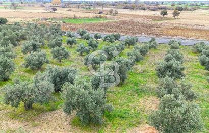 Çanakkale Merkez Büyükanafarta’da Asfalt Yola Cepheli 4.225 m² Tarla