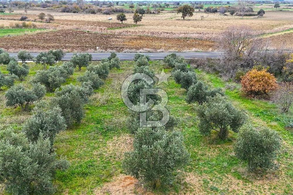 Çanakkale Merkez Büyükanafarta’da Asfalt Yola Cepheli 4.225 m² Tarla