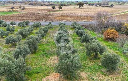 Çanakkale Merkez Büyükanafarta’da Asfalt Yola Cepheli 4.225 m² Tarla