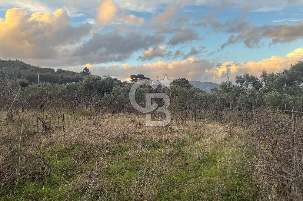 Kemalpaşa Armutlu'da 1745 m2 Satılık Bağ 