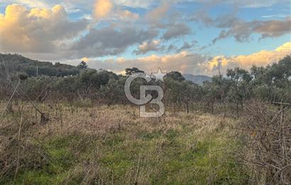 Kemalpaşa Armutlu'da 1745 m2 Satılık Bağ 