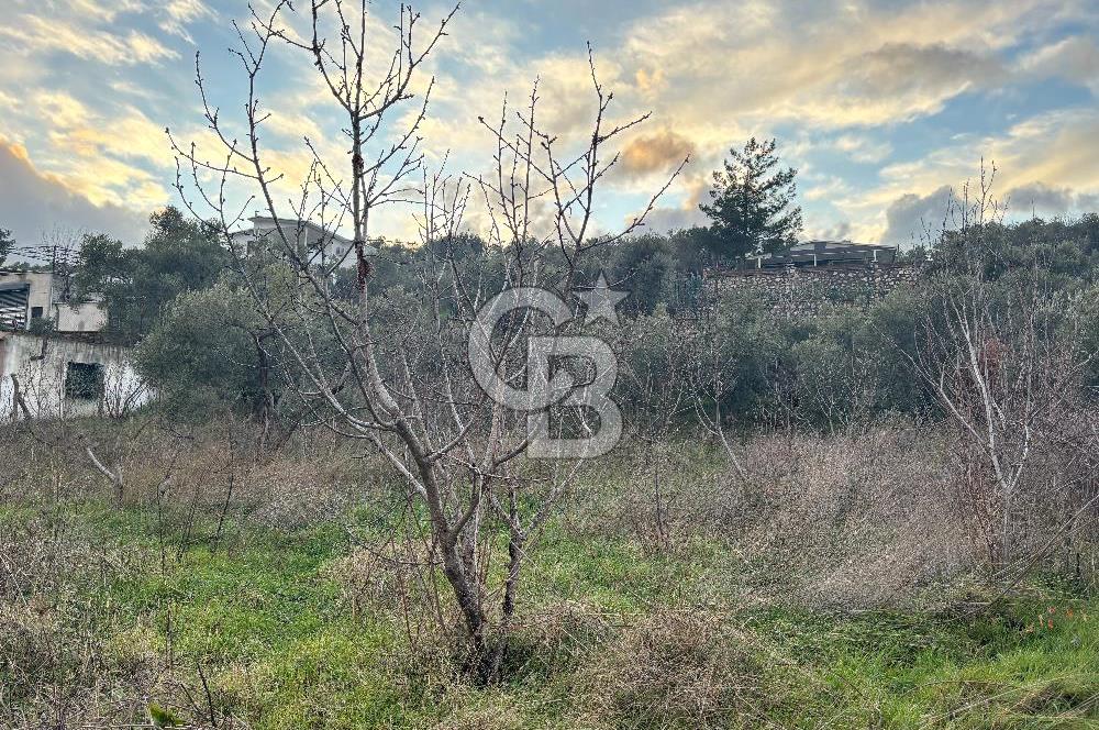 Kemalpaşa Armutlu'da 1745 m2 Satılık Bağ 